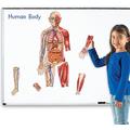 Learning Resources Corpul uman - set magnetic