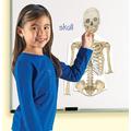 Learning Resources Corpul uman - set magnetic