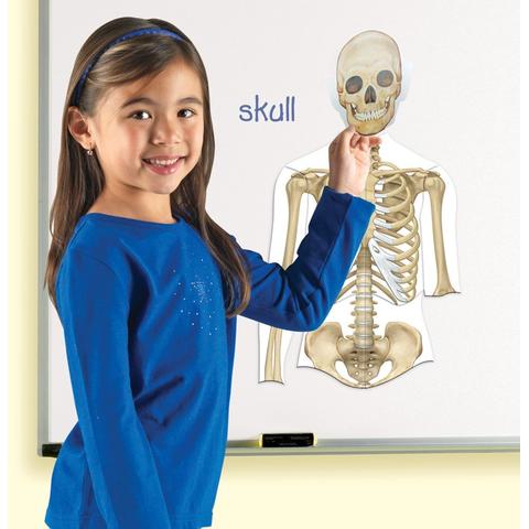 Learning Resources Corpul uman - set magnetic