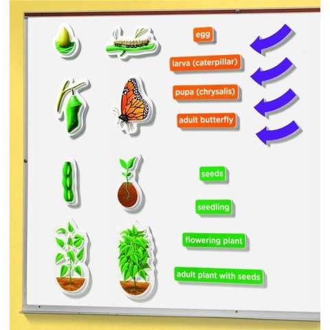 Educational Insights Magneti 3D "Ciclul vietii"