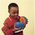 Learning Resources Model sectiune - Pamant