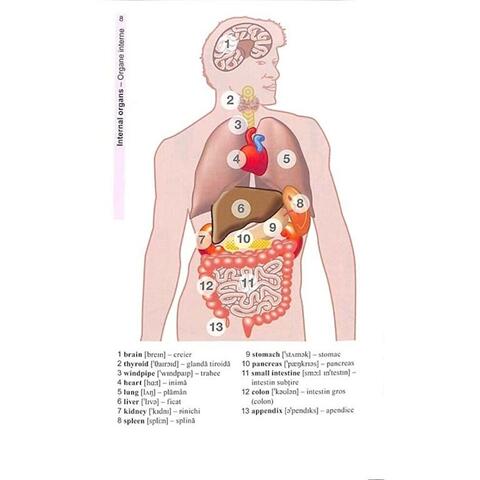 Corint Vocabularul de baza in imagini - Limba engleza