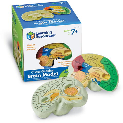 Learning Resources Sectiunea creierului