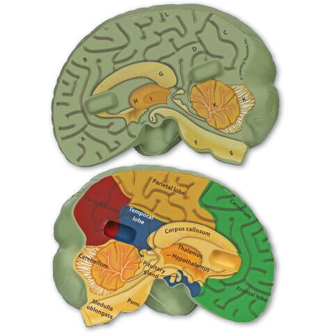 Learning Resources Sectiunea creierului