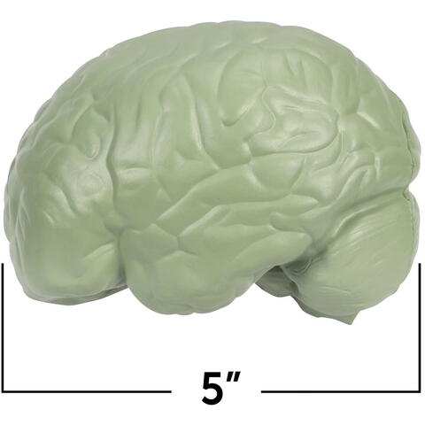 Learning Resources Sectiunea creierului