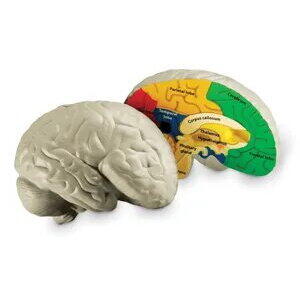 Learning Resources Sectiunea creierului