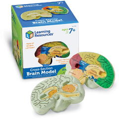 Sectiunea creierului