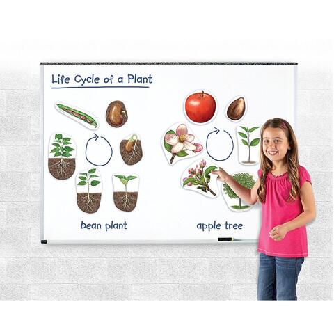 Learning Resources Ciclul vietii plantei - set magnetic