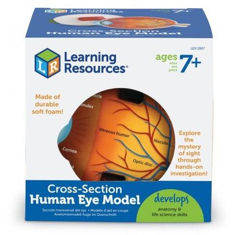 Learning Resources Model sectiune - Ochiul