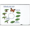 Learning Resources Ciclul vietii fluturelui - set magnetic