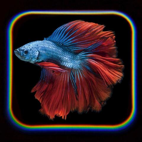 Tobar Proiector tip lanterna - Oceanul