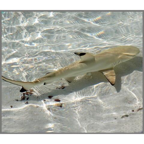 Brainstorm Proiector tip lanterna - Rechini