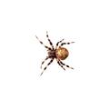 Natural History Museum Proiector tip lanterna - Insecte