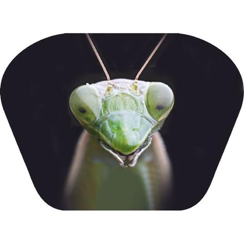 Natural History Museum Proiector tip lanterna - Insecte