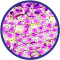Brainstorm Microscop 450X