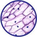 Brainstorm Microscop 450X