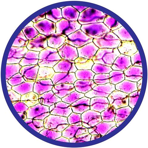 Brainstorm Microscop 450X