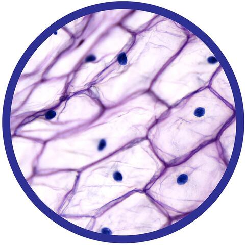 Brainstorm Microscop 450X