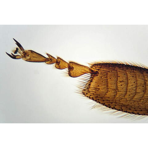 Brainstorm Microscop portabil cu LED - RESIGILAT