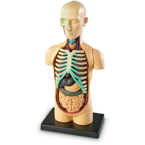 Learning Resources Macheta corpul uman - RESIGILAT
