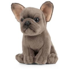 Catelus de plus Bulldog