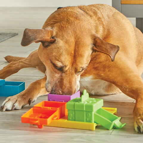 Brightkins Set dresaj caini - Jucarie interactiva pentru recompense petrecere surpriza