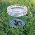 Educational Insights GeoSafari® Borcan pentru observarea insectelor