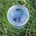 Educational Insights GeoSafari® Borcan pentru observarea insectelor