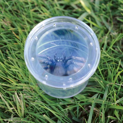 Educational Insights GeoSafari® Borcan pentru observarea insectelor