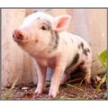 Brainstorm Proiector tip lanterna - Animalute dragalase