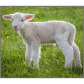 Brainstorm Proiector tip lanterna - Animalute dragalase