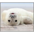 Brainstorm Proiector tip lanterna - Distractie cu animalute