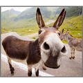 Brainstorm Proiector tip lanterna - Distractie cu animalute