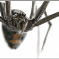 Brainstorm Proiector tip lanterna - Cele mai periculoase animale