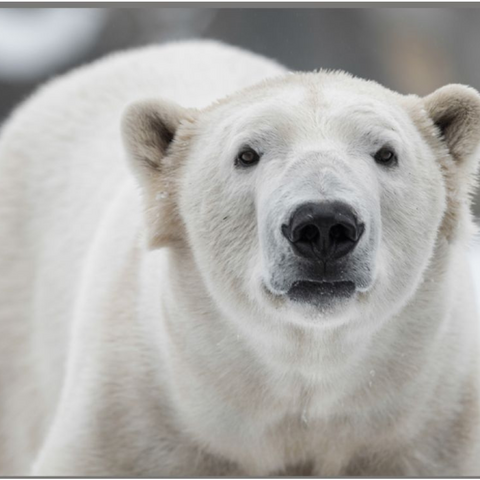 Brainstorm Proiector tip lanterna - Cele mai periculoase animale