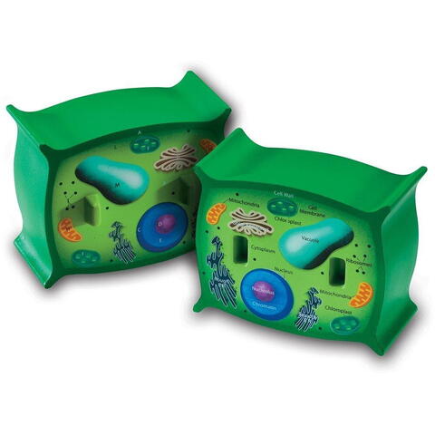 Learning Resources Sectiunea celulei plantei - RESIGILAT