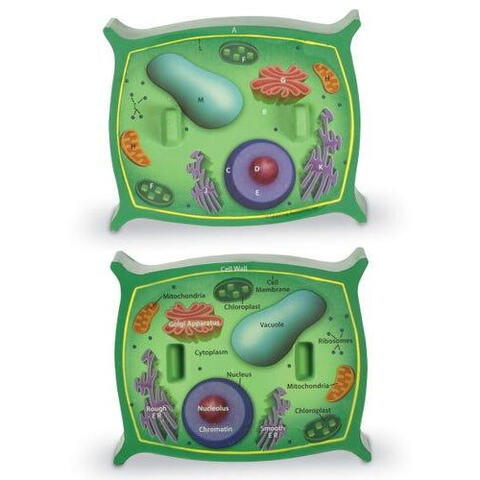 Learning Resources Sectiunea celulei plantei - RESIGILAT