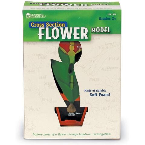Learning Resources Model de sectiune a florii