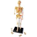 Learning Resources Macheta corpul uman - Schelet