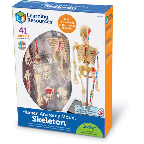 Learning Resources Macheta corpul uman - Schelet