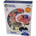 Learning Resources Macheta creierul uman